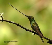 Sword-billed Hummingbird - Ensifera ensifera