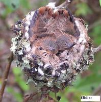 Scintillant Hummingbird - Selasphorus scintilla