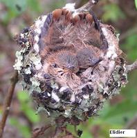 Scintillant Hummingbird - Selasphorus scintilla