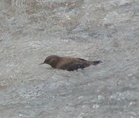 Brown Dipper - Cinclus pallasii