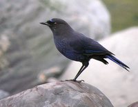 Formosan Whistling-Thrush - Myophonus insularis