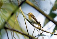 Mugimaki Flycatcher - Ficedula mugimaki