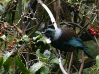Tui - Prosthemadera novaeseelandiae