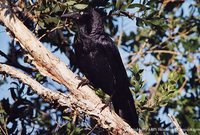 Torresian Crow - Corvus orru