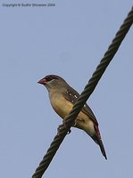 Red Avadavat - Amandava amandava