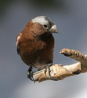 Gray-crowned Rosy-Finch - Leucosticte tephrocotis