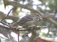 Parrot Crossbill - Loxia pytyopsittacus