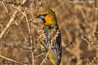 Streak-backed Oriole - Icterus pustulatus