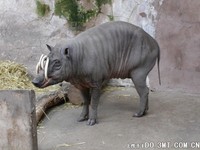 后弯的上犬齿穿透上唇，多么奇特的动物！ -