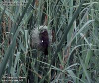 Amblyospize ?? front blanc ?? Georges Olioso (Amblyospiza albifrons - Thick-billed Weaver)