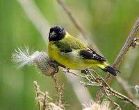 * Black Hooded Siskin