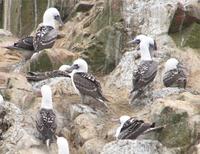 Peruvian Boobies