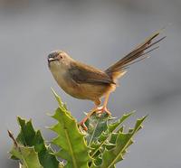 plain prinia.D3.iso200 DSC 0296.jpg