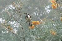 I think this is a myna bird among the orange bottlebrush