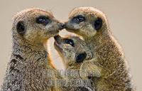 Meerkat Family , Marwell Zoo , Hampshire , England stock photo