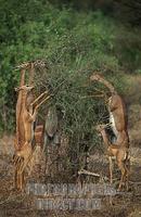 ...Gerenuks standing on their hind legs to browse , Litocranius walleri , Samburu National Reserve 