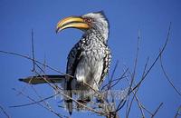 ...Southern Yellow billed hornbill , Tockus leucomelas , Hwange National Park , Zimbabwe stock phot