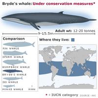 Bryde's whale