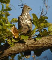 Changeable Hawk-Eagle, Spizaetus cirrhatus