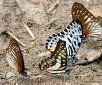 Pendlebury's Zebra, Common Jay and Malayan Zebra