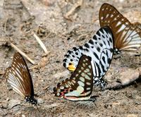 Pendlebury's Zebra, Common Jay and Malayan Zebra