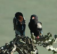 Bateleur p.78