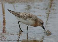 Red-Necked Stint Calidris ruficollis 좀도요