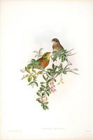 Richter after Gould Ortolan Bunting (Glycyspina hortulana)