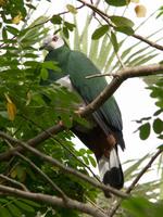 White-bellied Imperial Pigeon