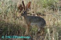 Lepus capensis ssp