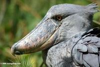 Shoebill (Balaeniceps rex)