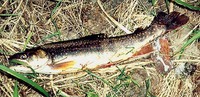 Southern Dolly Varden Salvelinus m. krascheninnikova