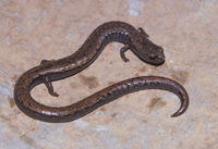 : Batrachoseps nigriventris; Black-bellied Slender Salamander