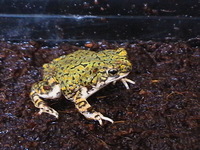 : Bufo debilis; Eastern Green Toad