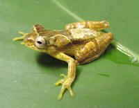 : Dendropsophus minutus