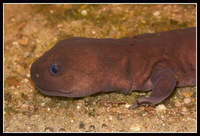 : Pachyhynobius shangchengensis; Shangcheng Stout Salamander