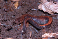 : Plethodon cinereus; Eastern Red-backed Salamander