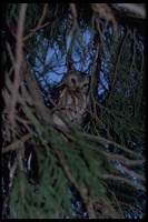 : Aegolius acadicus; Saw-whet Owl