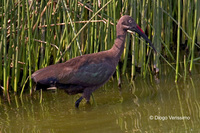 : Bostrychia hagedash; Hadada Ibis