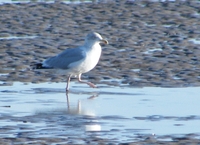 : Larus argentus; Herring Gull