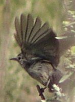 : Polioptila californica californica; Coastal California Gnatcatcher