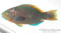 : Scarus psittacus