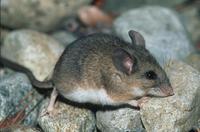 : Peromyscus maniculatus; Deer Mouse