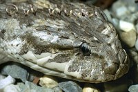 : Acanthophis hawkei; Barkly Death Adder