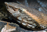 : Bothrops hyoprora; Hognose Lancehead