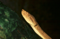 : Bothrops insularis; Golden Lancehead