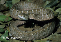 : Bothrops itapetinigae; Pitviper