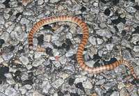 : Brachyurophis semifasciatus; Southern Shovel-nosed Snake