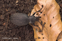 : Carabus coriaceus