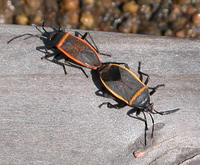 : Largus succinctus; Bordered Plant Bug